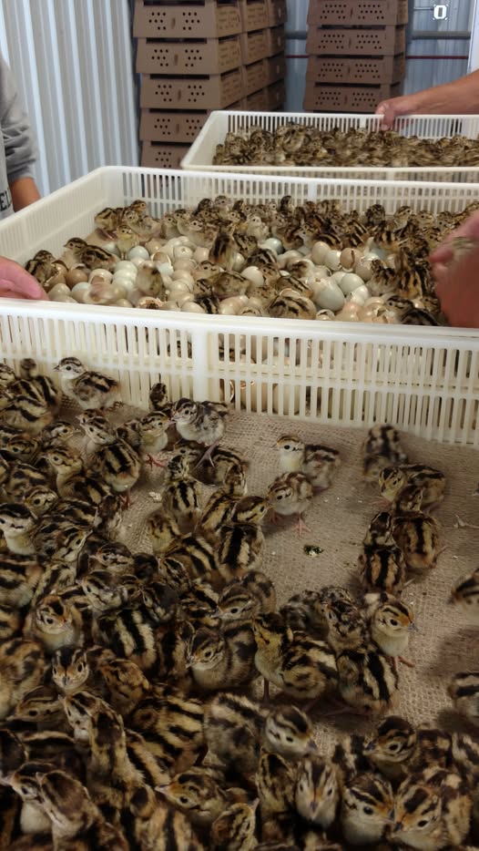 150932415_1675706579279443_7224368720772093082_n