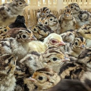 Ringneck Pheasant Chicks