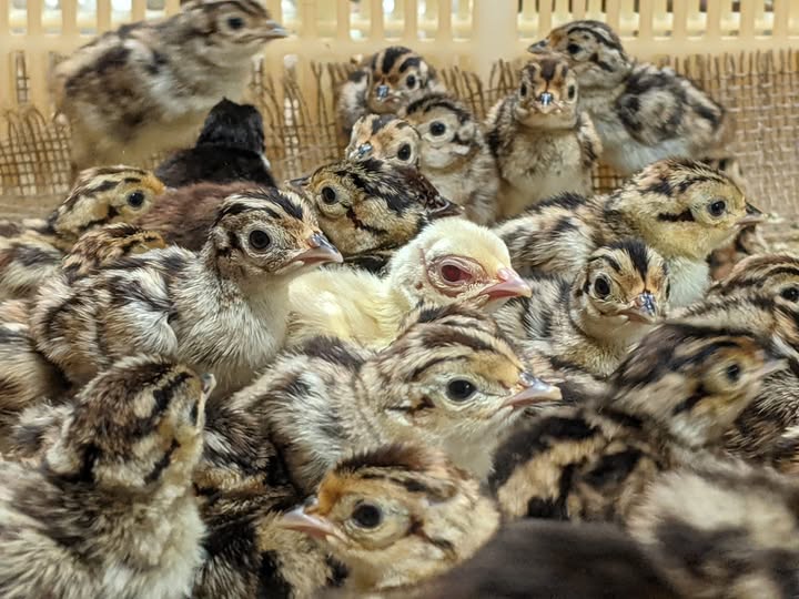 Ringneck Pheasant Chicks