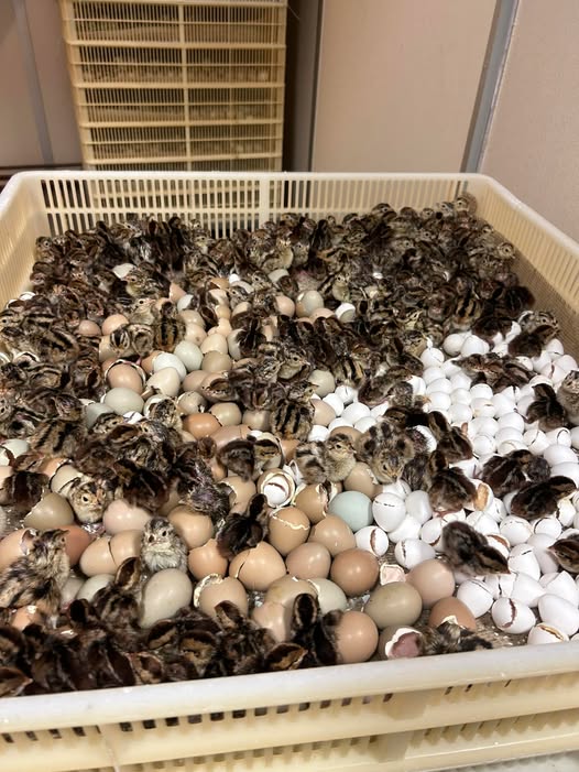 481083397_1035384308625034_2357994366726100998_n