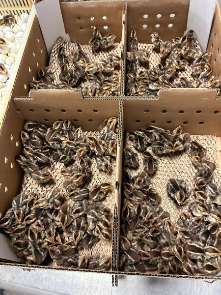 481125869_1037194035110728_860896204582865847_n