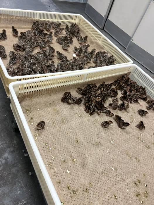 481289798_1038349364995195_448120544398209794_n