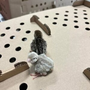Chukar Partridge Chicks