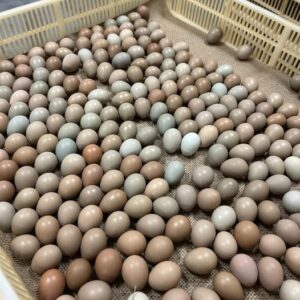 Ringneck Pheasant Eggs