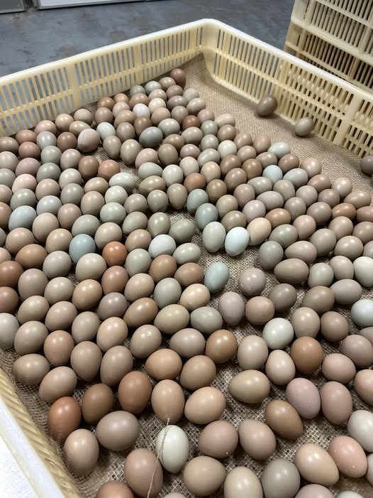 484055635_1046790804151051_3052723233454832201_n