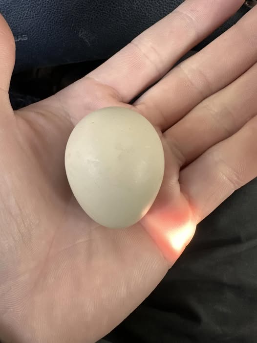 484091775_1044789104351221_5640228124141311565_n