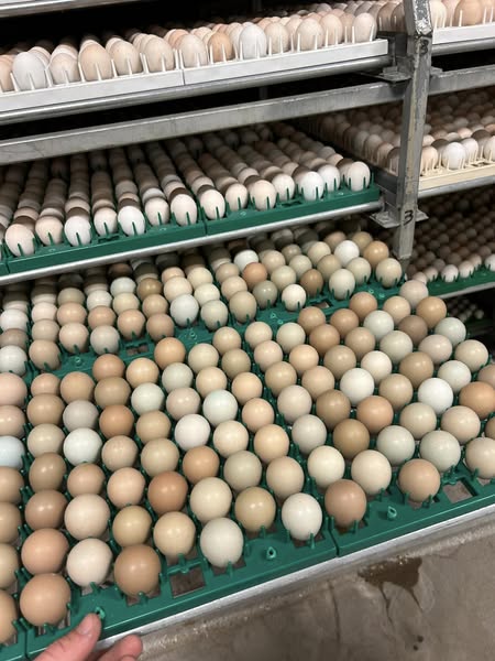 484335661_1048583867305078_2738125996569987423_n