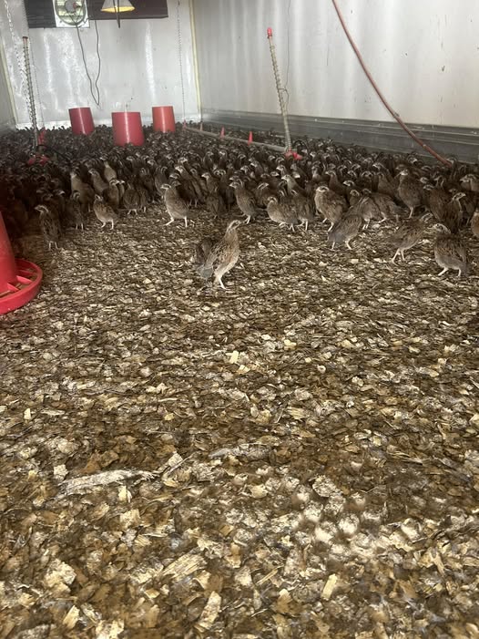 484551990_1047511944078937_8126724984884880494_n