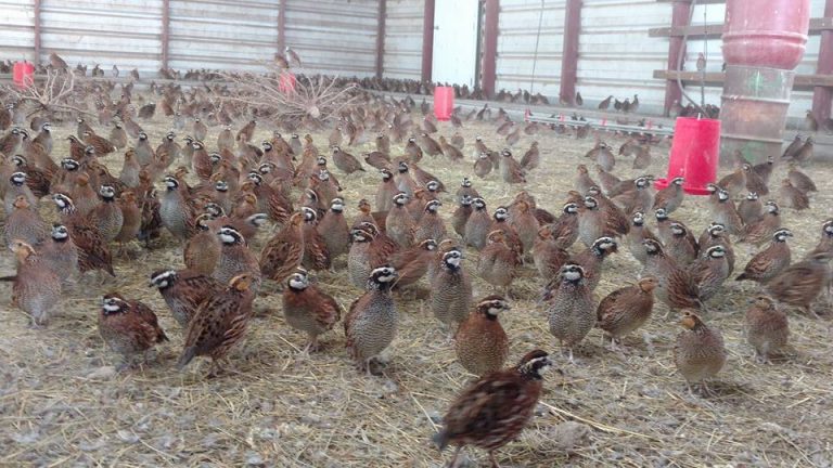 503109417_2903293189854103_1689512450377603597_n