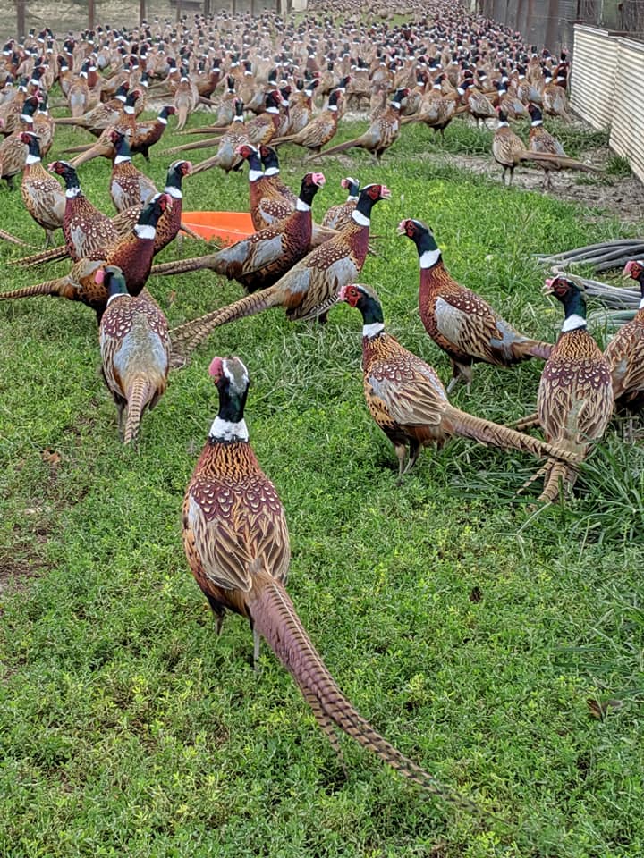 71246361_1222779724572133_5725053674556751872_n