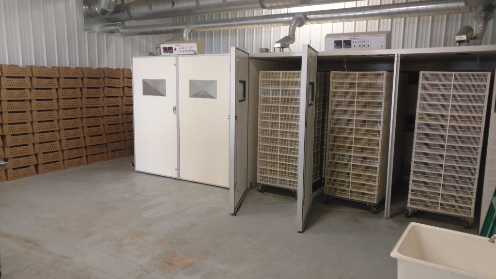 hatchery2