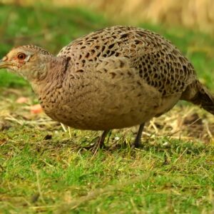Ringneck Breeder Hen